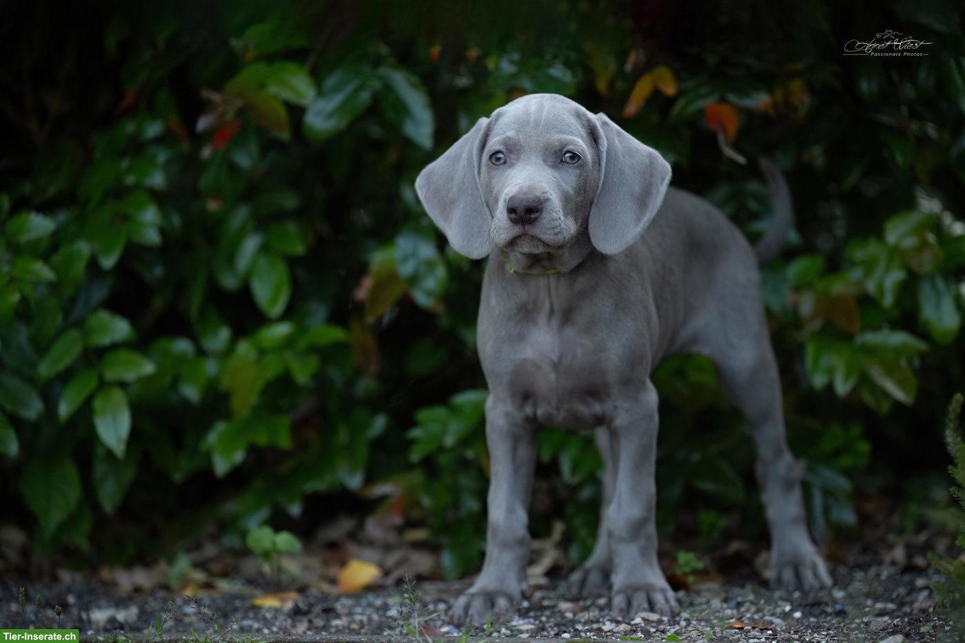 Bild 10: Weimaraner Welpen Zwinger from Spirit-of-Eywa