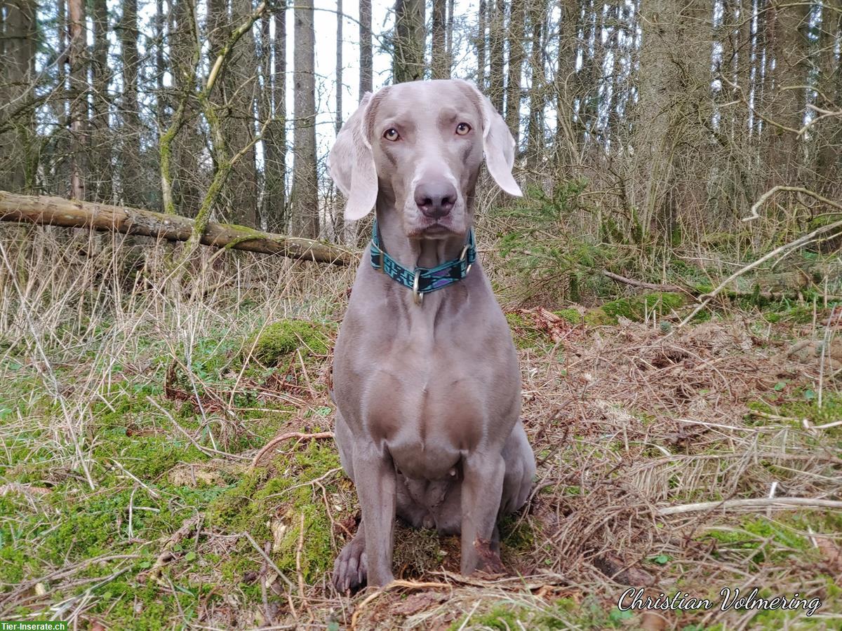 Bild 2: Weimaraner Welpen Zwinger from Spirit-of-Eywa