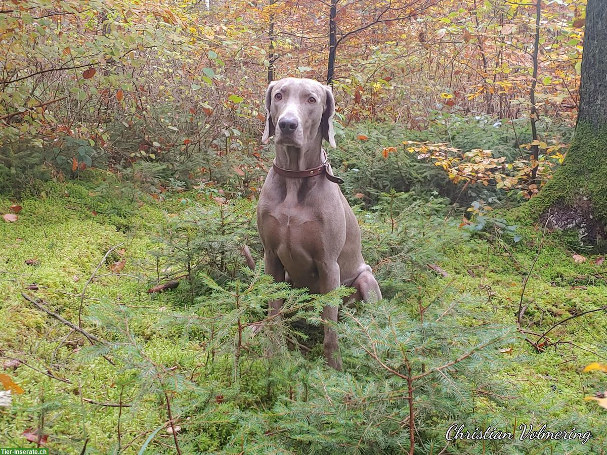 Bild 3: Weimaraner Welpen Zwinger from Spirit-of-Eywa