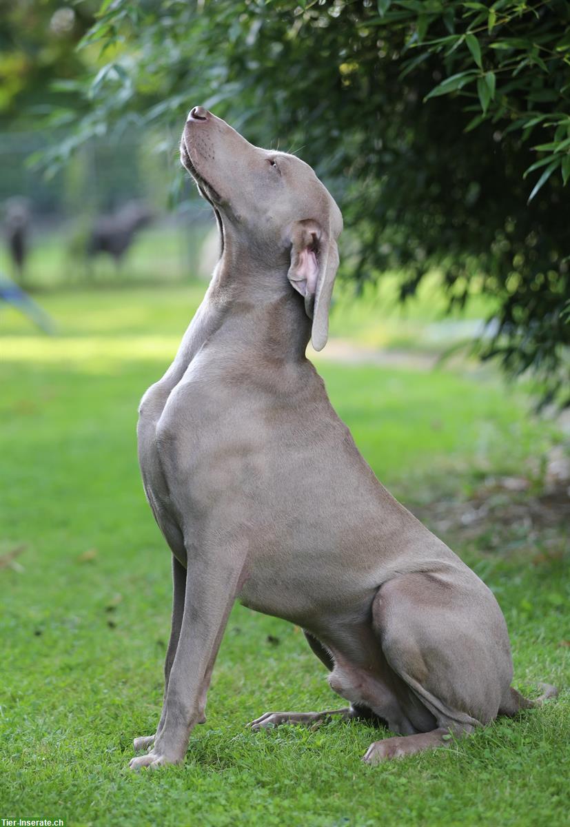 Bild 4: Weimaraner Welpen Zwinger from Spirit-of-Eywa