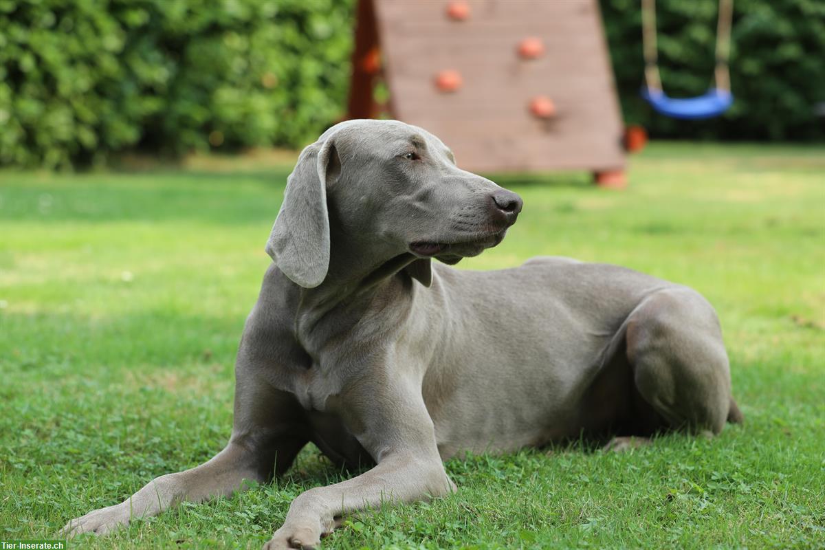 Bild 5: Weimaraner Welpen Zwinger from Spirit-of-Eywa