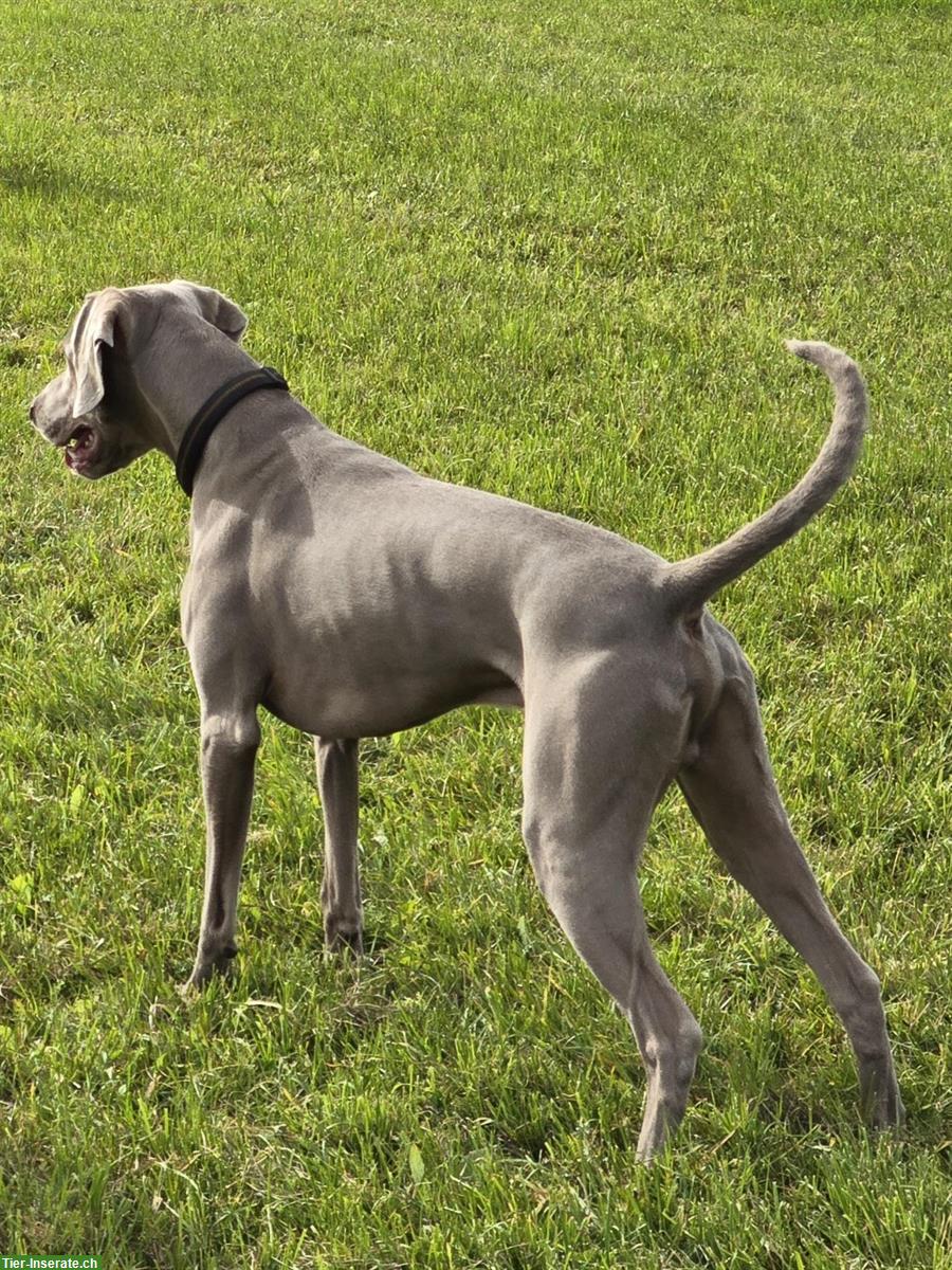 Bild 8: Weimaraner Welpen Zwinger from Spirit-of-Eywa