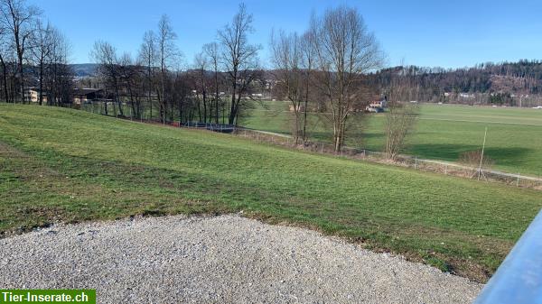 Bild 9: Offenstallplatz zu vermieten in Niederuzwil SG