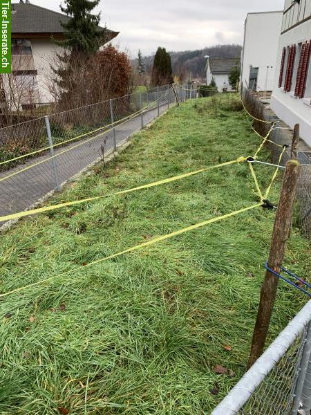 GRATIS Wiese für grasfressende Tiere wie Ziegen, Schafe Alpakas etc.