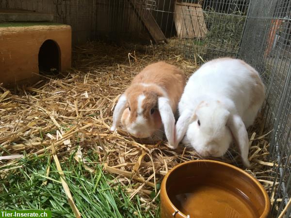 Bild 9: Ferienbetreuung für Kaninchen & Meerschweinchen auf Bauernhof