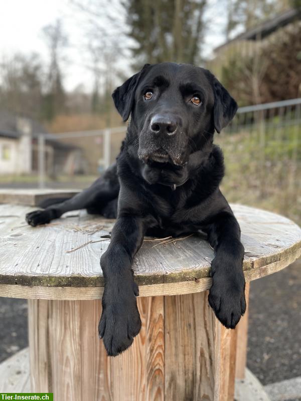 Bild 4: Bieten Ferienbetreuung für Hunde in Koblenz an