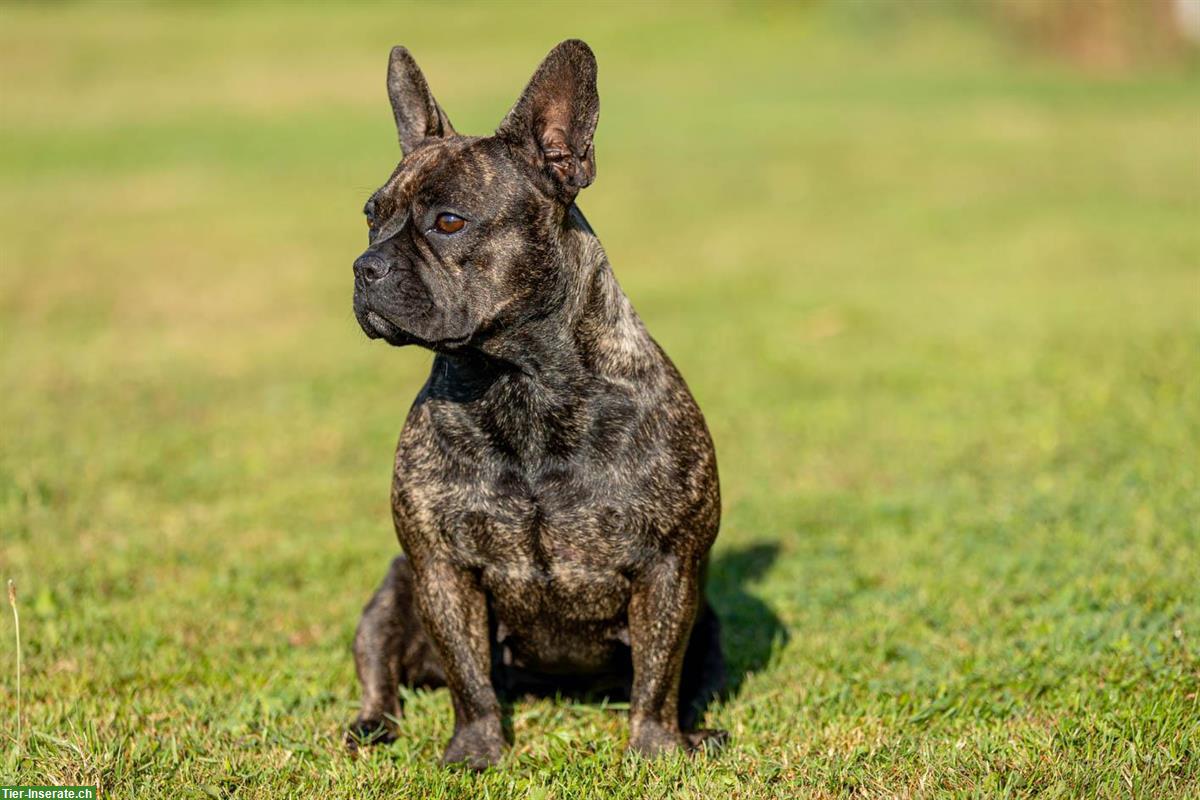 Bild 3: Französische Bulldoggen Welpen