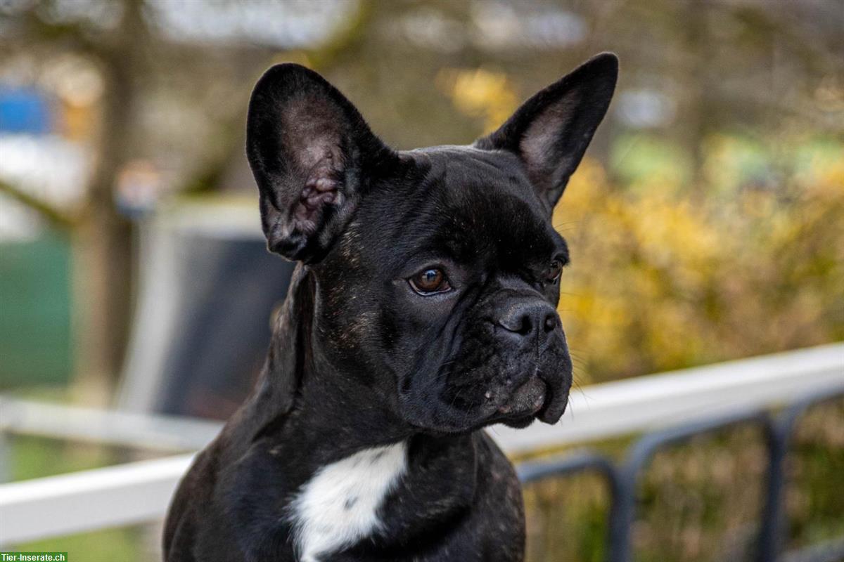 Bild 4: Französische Bulldoggen Welpen