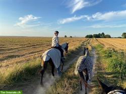 Bieten Reitferien / Reiturlaub in Polen