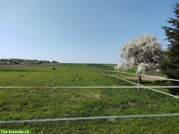 Bild 10: Bieten Reitferien / Reiturlaub in Polen