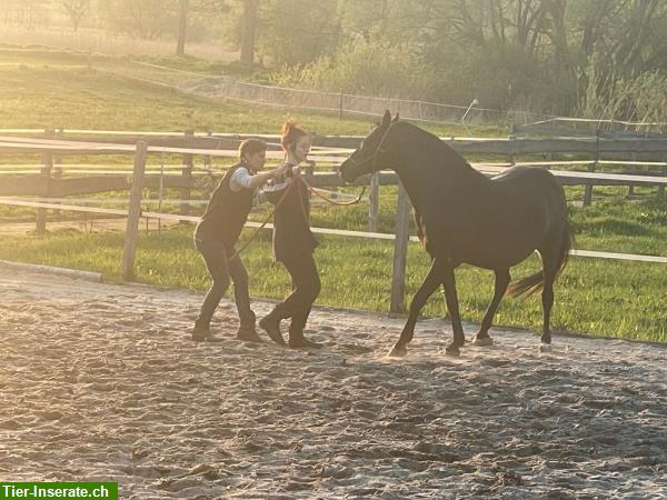 Bild 2: Bieten Reitferien / Reiturlaub in Polen