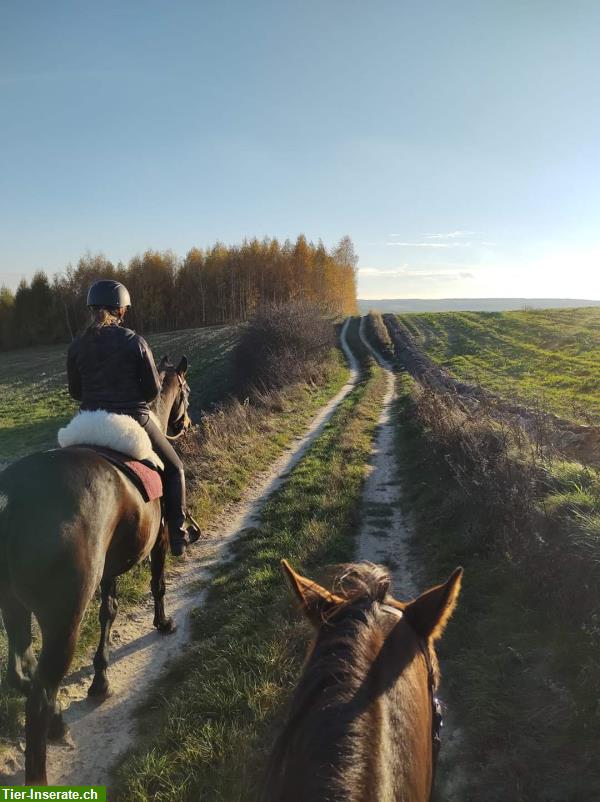 Bild 3: Bieten Reitferien / Reiturlaub in Polen