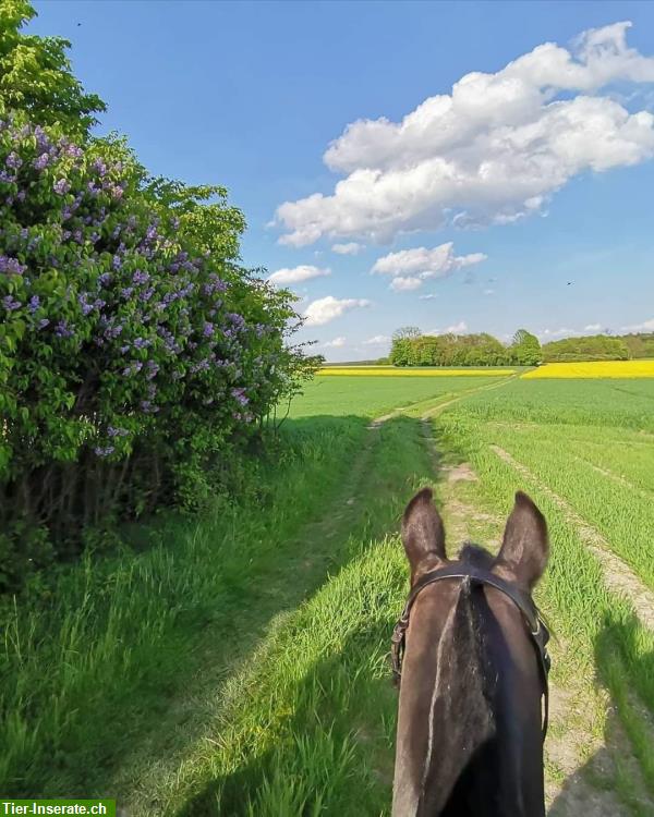 Bild 5: Bieten Reitferien / Reiturlaub in Polen