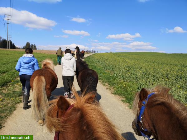 Bild 2: Pferdeflüstern für Kinder | ganzheitlicher Unterricht mit Ponys