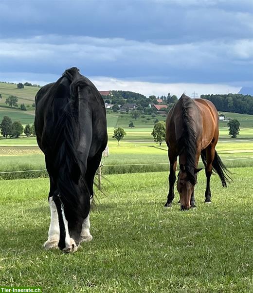 Bild 2: Freier Platz auf Pferde-Altersweide in Rickenbach LU