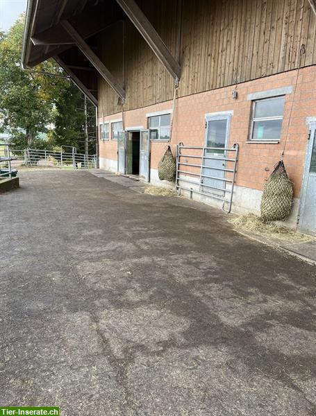 Bild 3: Freier Platz auf Pferde-Altersweide in Rickenbach LU