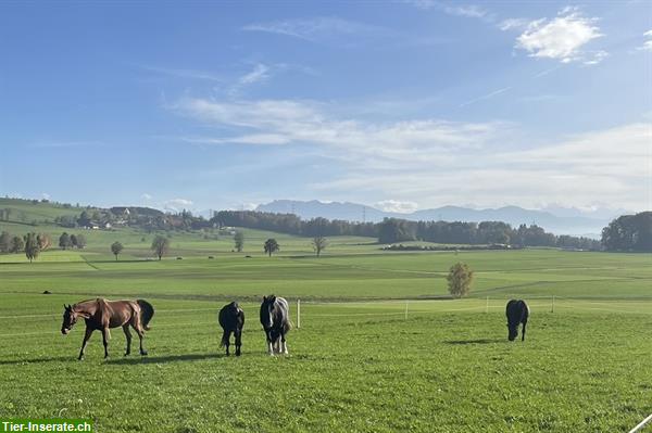 Bild 5: Freier Platz auf Pferde-Altersweide in Rickenbach LU