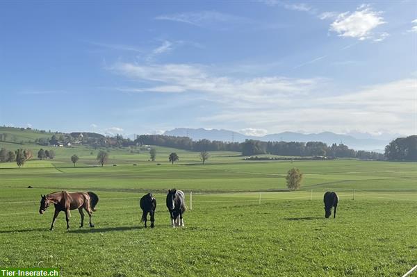 Bild 5: Freier Platz in einer Wallachen Gruppe - Rickenbach LU