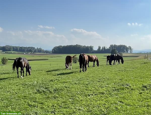 Bild 8: Freier Platz auf Pferde-Altersweide in Rickenbach LU