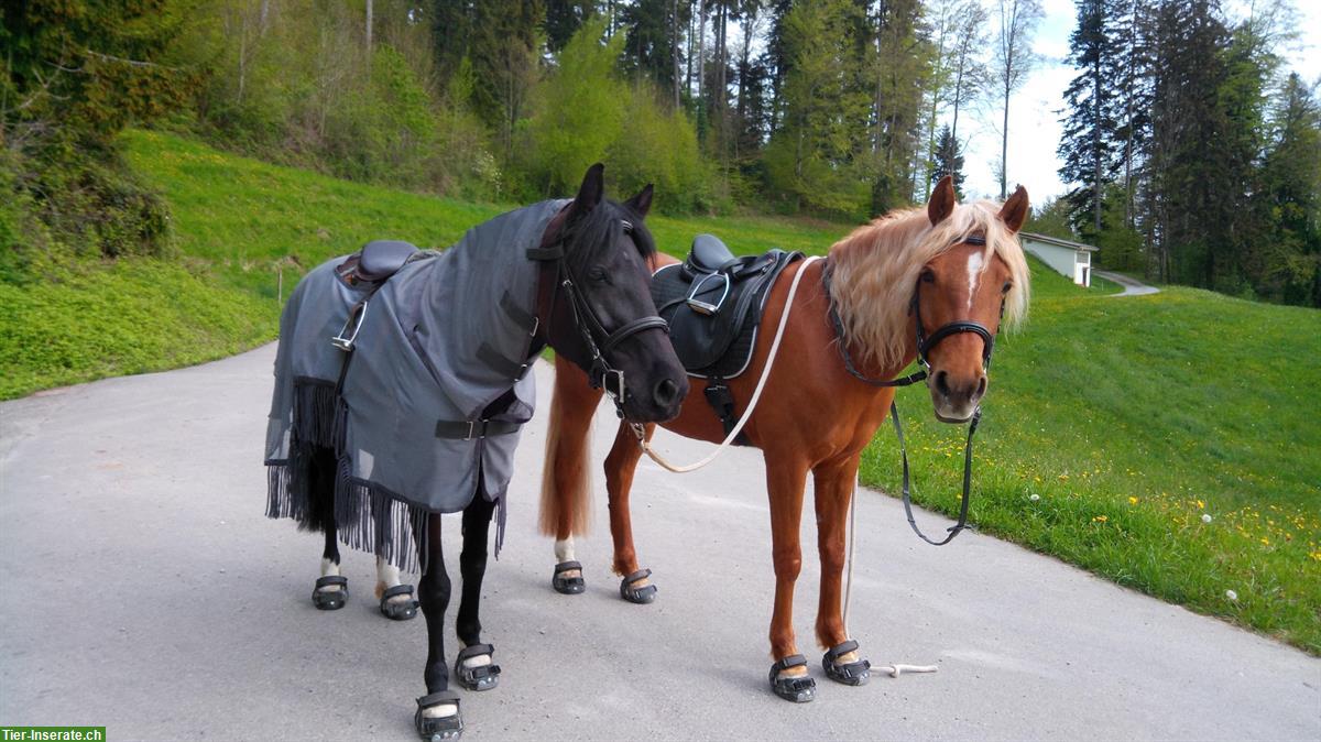 Biete Reitbeteiligung in Bäretswil, ZH-Oberland