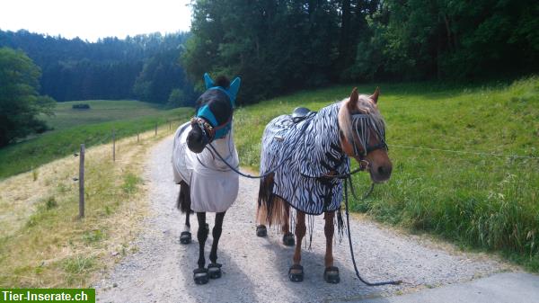 Bild 2: Biete Reitbeteiligung in Bäretswil, ZH-Oberland