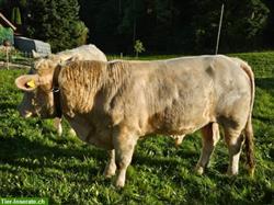 Junger Charolais Zuchtstier zu verkaufen