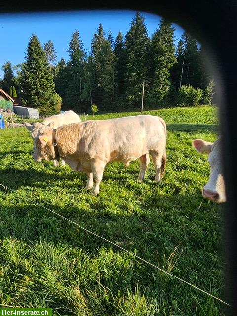 Bild 2: Junger Charolais Zuchtstier zu verkaufen