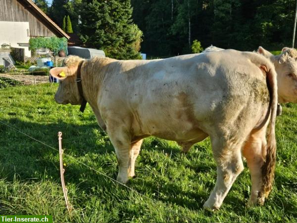 Bild 3: Junger Charolais Zuchtstier zu verkaufen