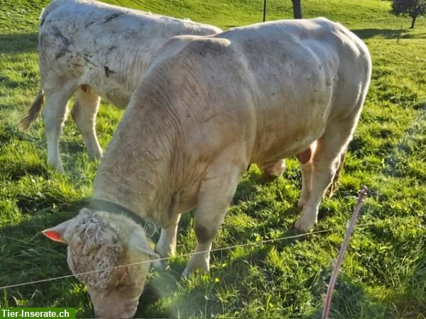 Bild 4: Junger Charolais Zuchtstier zu verkaufen