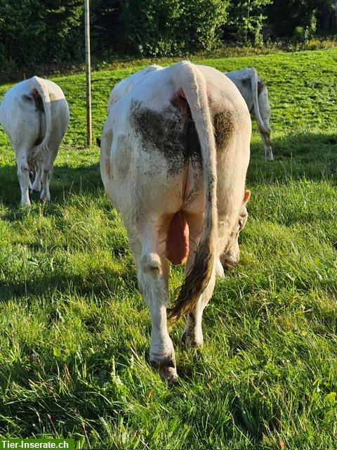 Bild 5: Junger Charolais Zuchtstier zu verkaufen