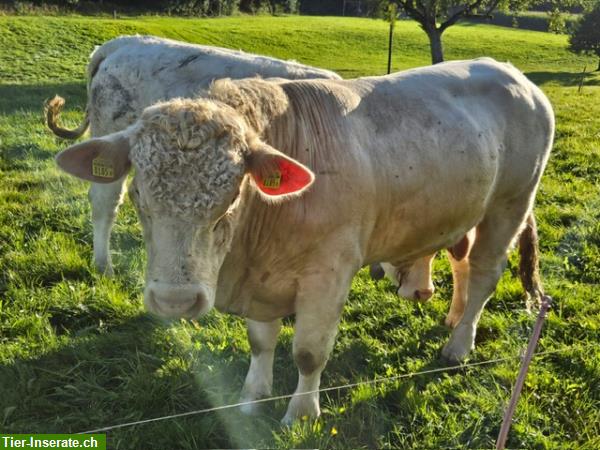 Bild 6: Junger Charolais Zuchtstier zu verkaufen