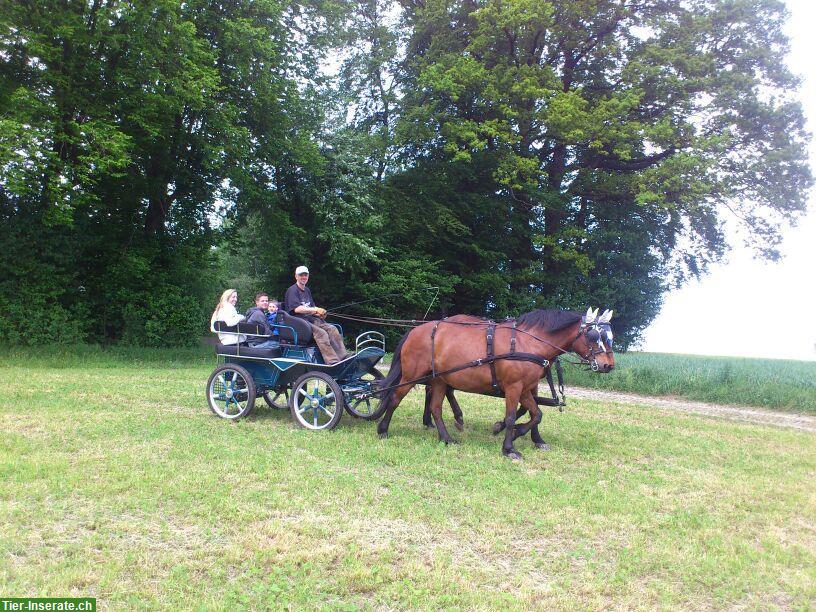 Bild 5: Marathonwagen luftgefedert zu verkaufen