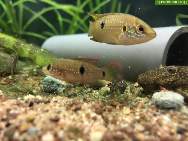 Bild 2: Roter Buntbarsch | Hemichromis aus Villach in Österreich