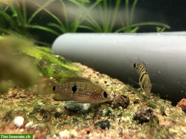 Bild 3: Roter Buntbarsch | Hemichromis aus Villach in Österreich