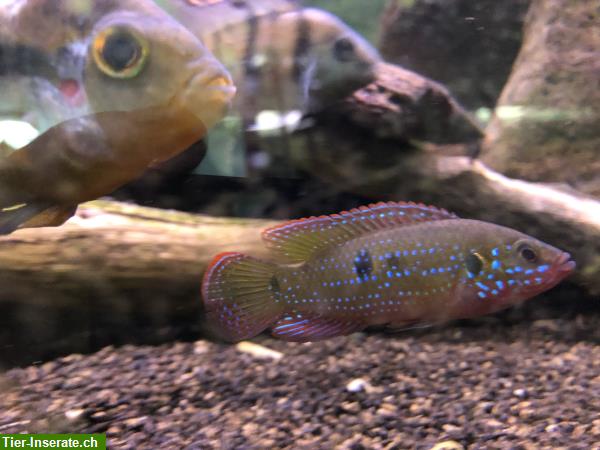 Bild 4: Roter Buntbarsch | Hemichromis aus Villach in Österreich