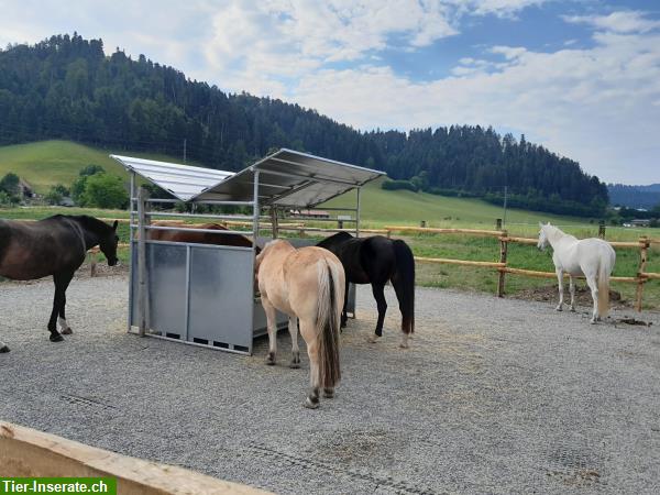 Bild 6: 2 Plätze frei in Aktivstall/Offenstall in Zollbrück BE