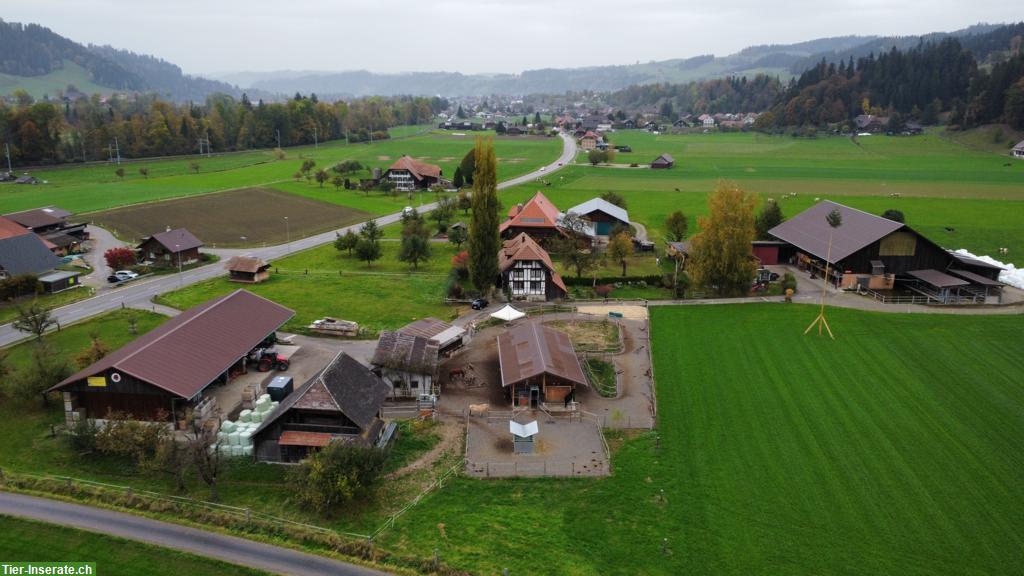 Bild 8: 2 Plätze frei in Aktivstall/Offenstall in Zollbrück BE