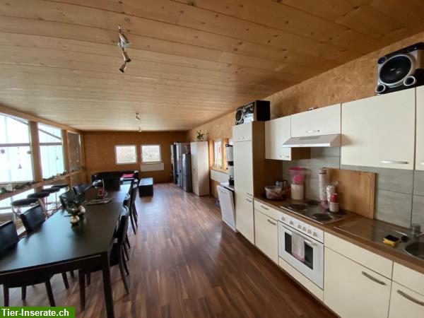 Bild 2: Pferdebox mit Paddock, Paddockbox, Einstellplatz
