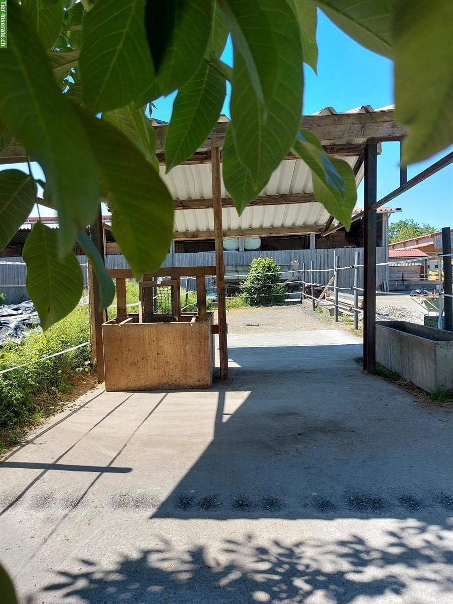 Bild 7: Pferdebox mit Paddock, Paddockbox, Einstellplatz