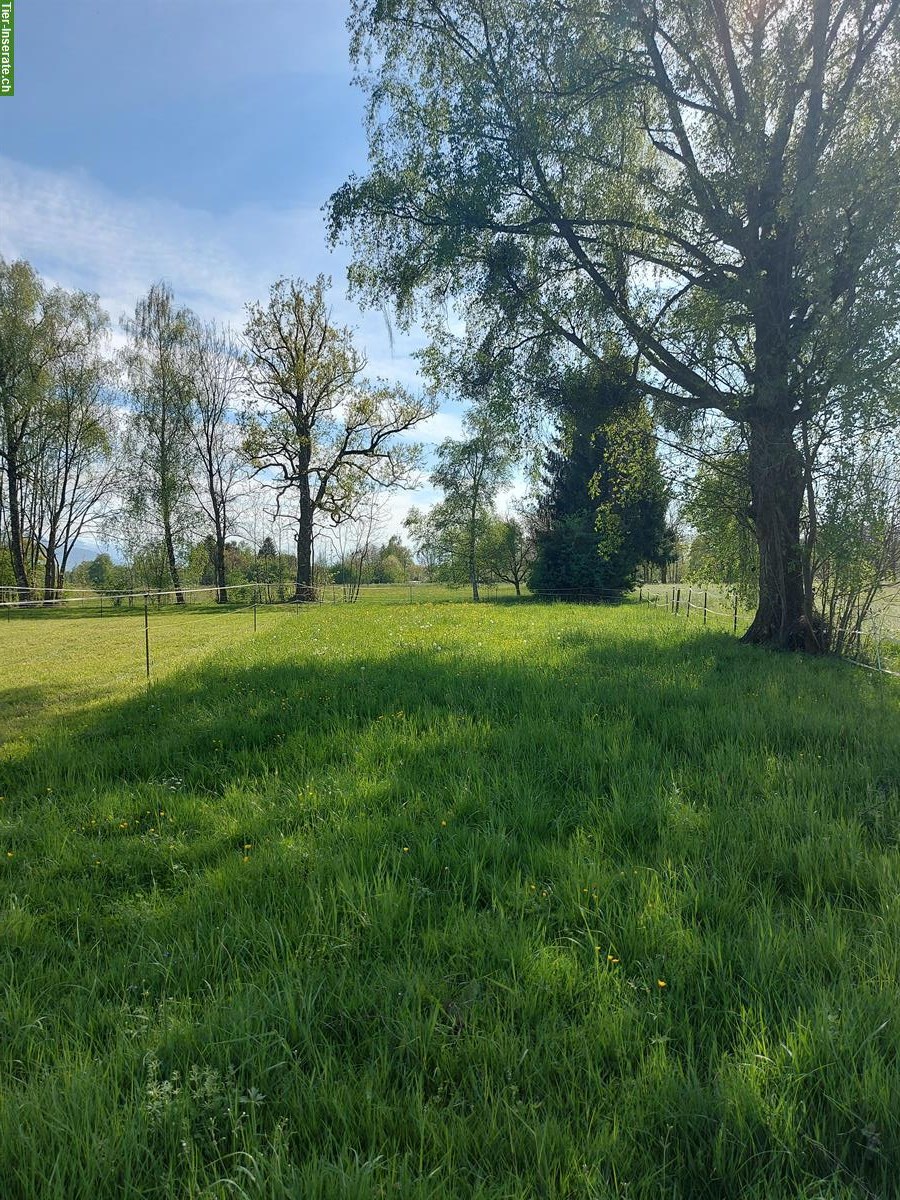 Bild 8: Pferdebox mit Paddock, Paddockbox, Einstellplatz