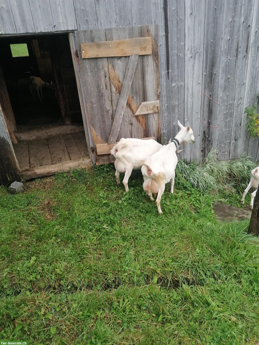 Bild 3: Schöne Saanenziege zu verkaufen
