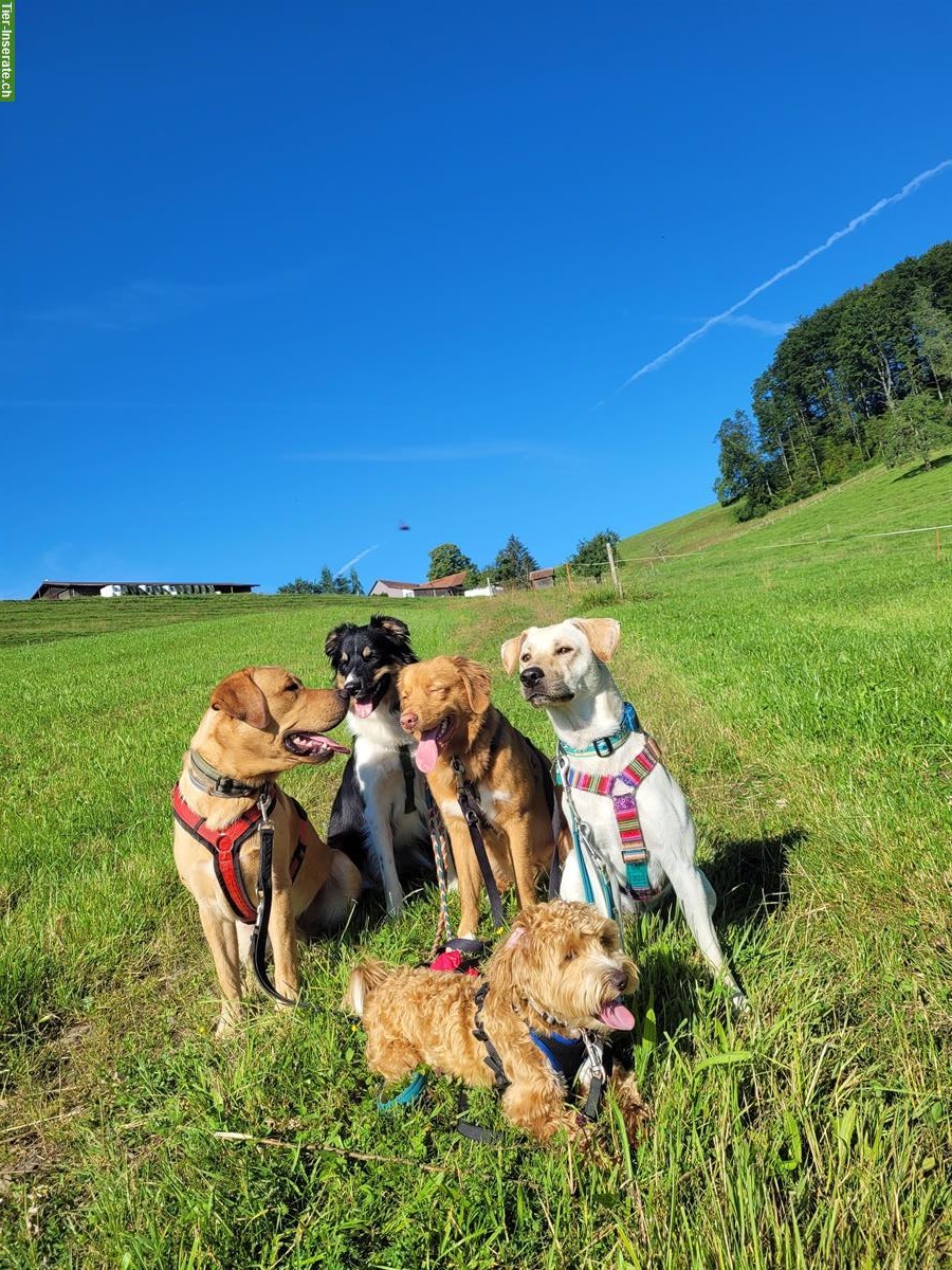 Familiäre Hundetagesbetreuung im Raum Pfäffikon/Adetswil/Hittnau