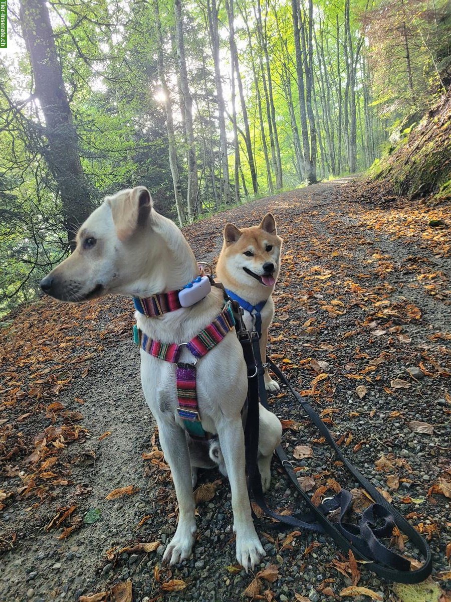 Bild 2: Familiäre Hundetagesbetreuung im Raum Pfäffikon/Adetswil/Hittnau