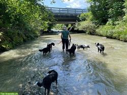 Bieten familiäre Hundebetreuung nähe Sins/Hochdorf