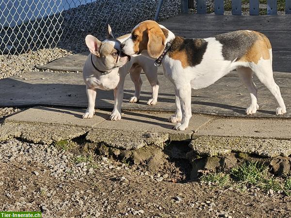 Bild 3: Bieten familiäre Hundebetreuung nähe Sins/Hochdorf