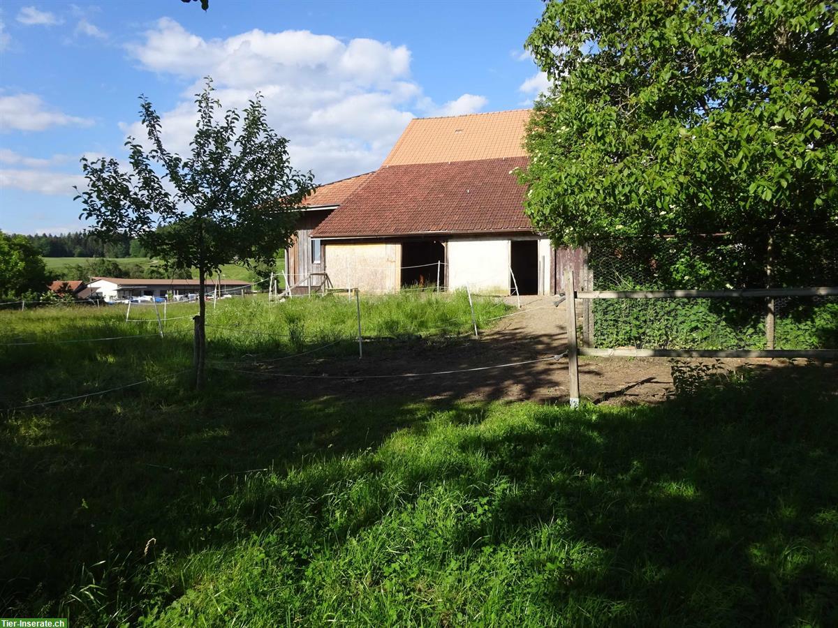 Offenstallplatz frei für Wallach in Agasul ZH