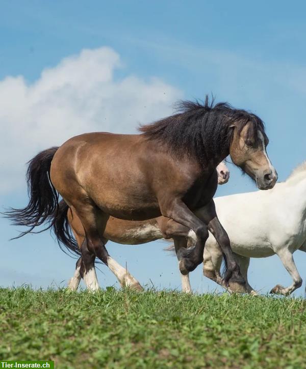 Pferdepark sucht Aushilfe/Springer, Region Atzmännig