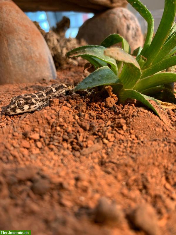 Viperngeckos aus eigener Zucht zu verkaufen