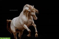 Kunstvolle und zeitlose Pferdefotos