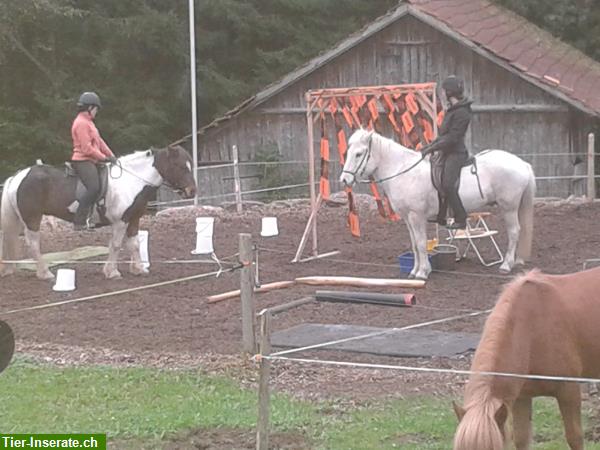 Bild 4: Isiclub und Reitstunden auf Islandpferden bei Muri AG